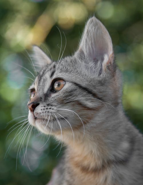 Free Grey Tabby Cat in Close Up Photography Stock Photo