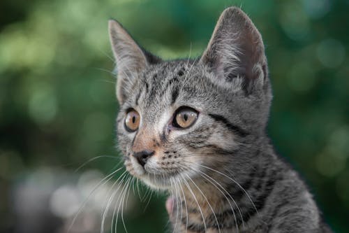 Silver Tabby Cat in Tilt Shift Lens