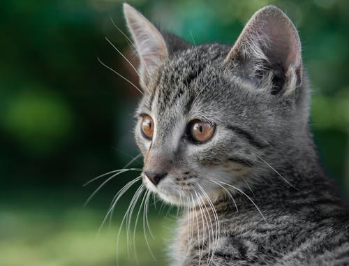 Close-up Photo of a Tabby Cat's Face