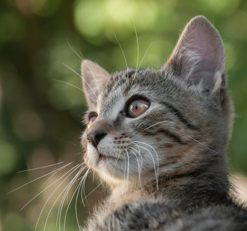 動物, 可愛, 可爱的猫 的 免费素材图片