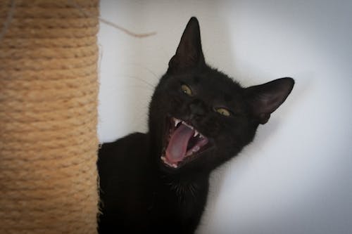 Безкоштовне стокове фото на тему «злий кіт, кицька, кішка»