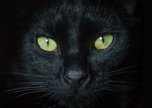 Безкоштовне стокове фото на тему «зелені очі, кицька, кішка»