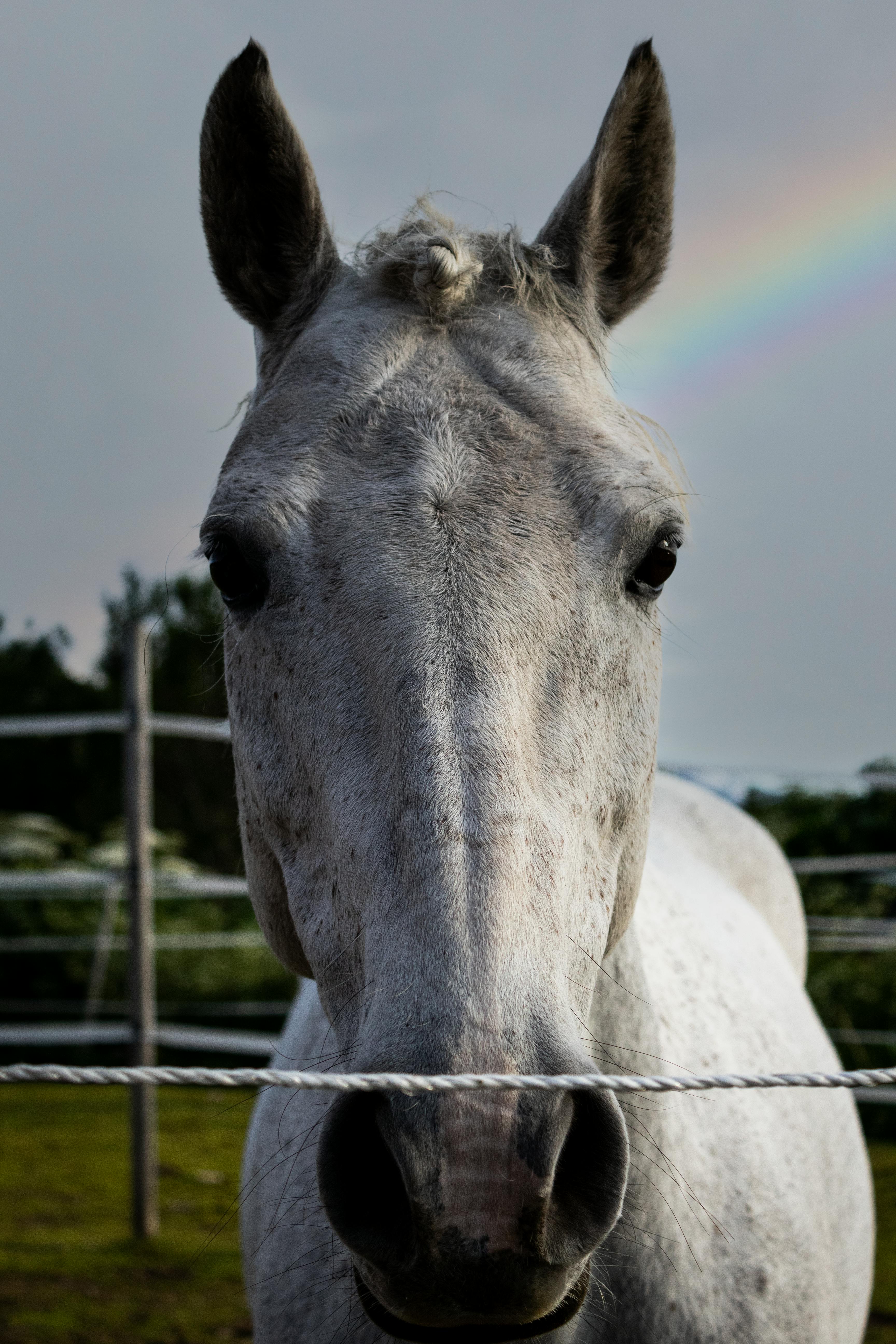 close up photo of a white horse s head