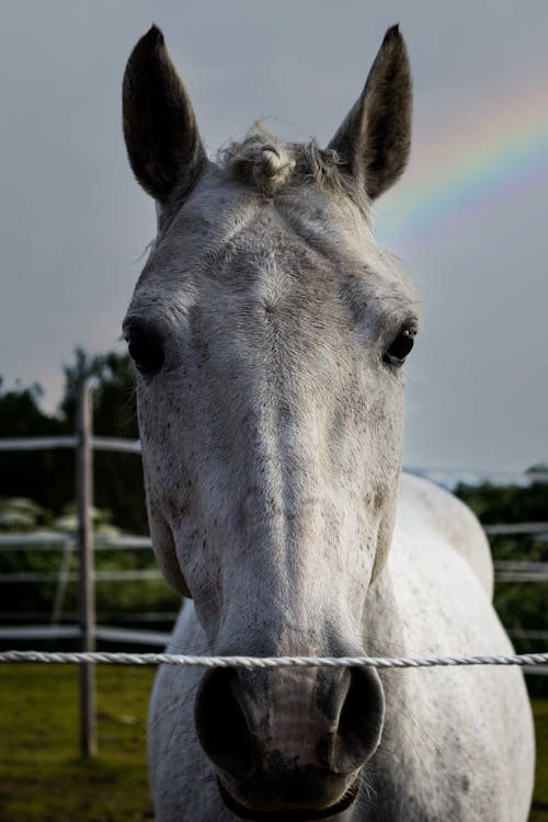 Δωρεάν στοκ φωτογραφιών με άσπρο άλογο, γκρο πλαν, εγχώριος