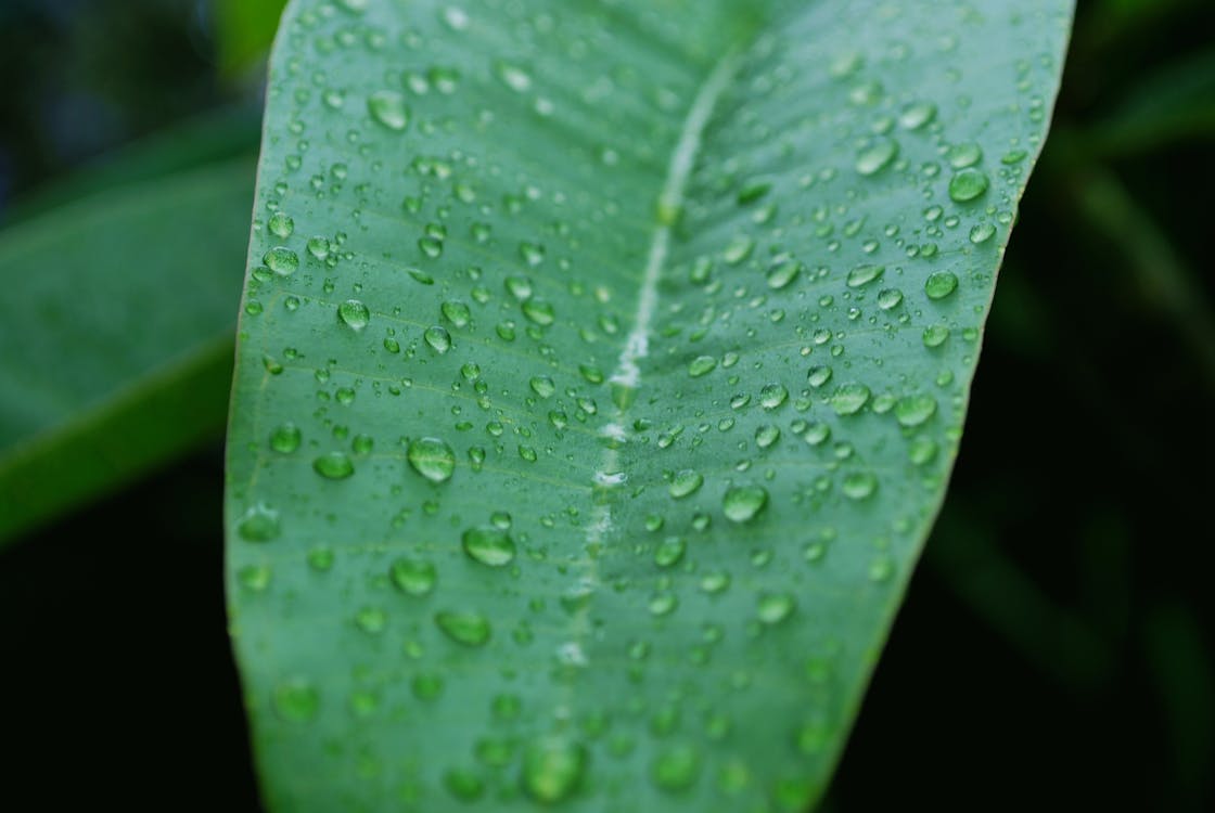 Free stock photo of rain