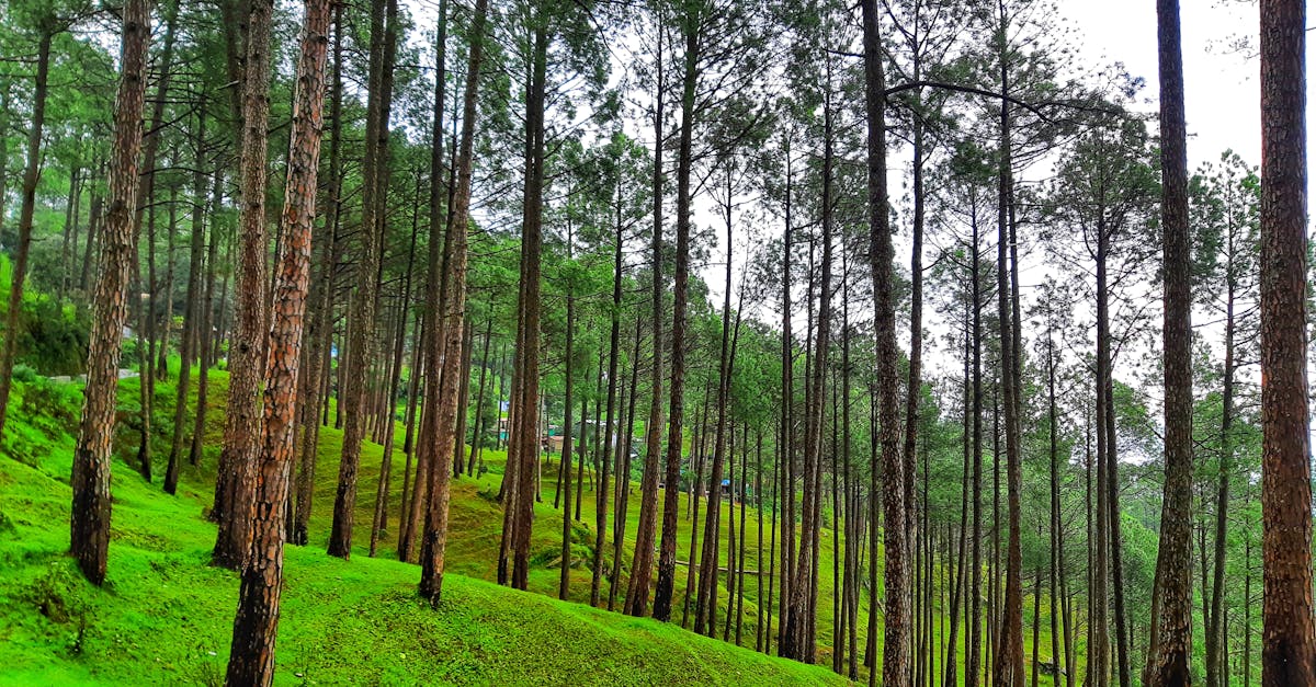 Ranikhet