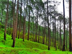 Guided Chaubatia orchard walk