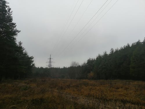 sis, sonbahar orman içeren Ücretsiz stok fotoğraf
