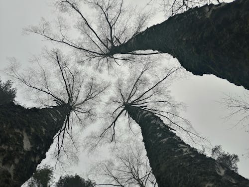 huş ağacı, karanlık orman arka plan içeren Ücretsiz stok fotoğraf