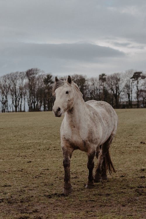 Безкоштовне стокове фото на тему «кінь, тварина, трав’яне поле»