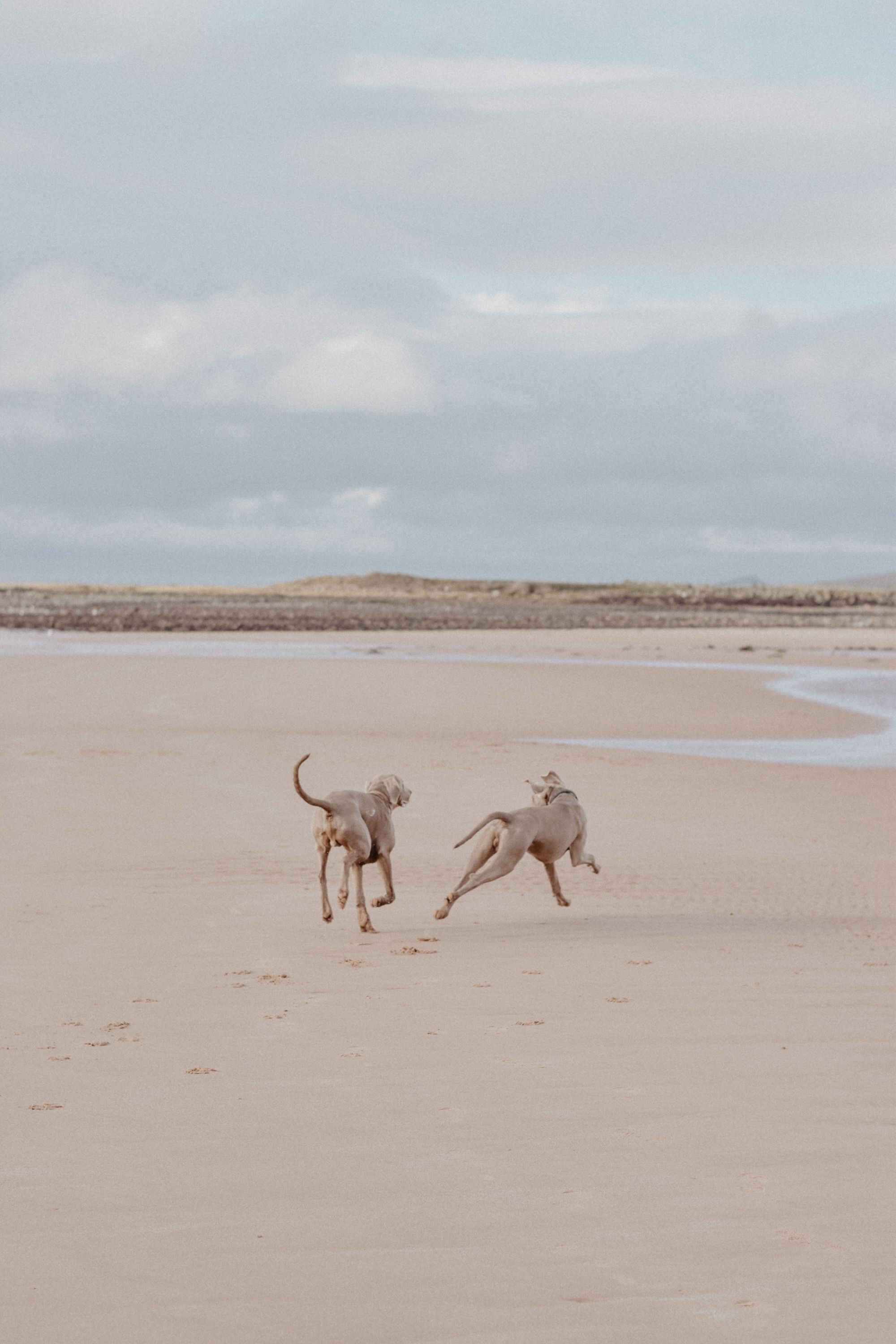 Two dogs joyfully playing on a scenic Scottish beach under a blue sky.