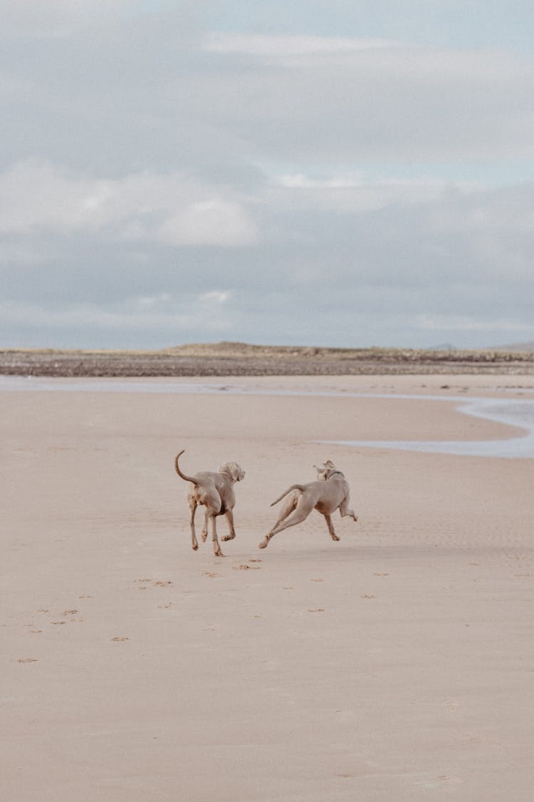 Two Dogs Running On A Beach