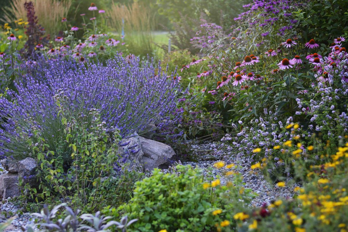 Vivaces qui fleurissent tout l'été - Vivaces fleuries pour l'ombre légère et les sols frais