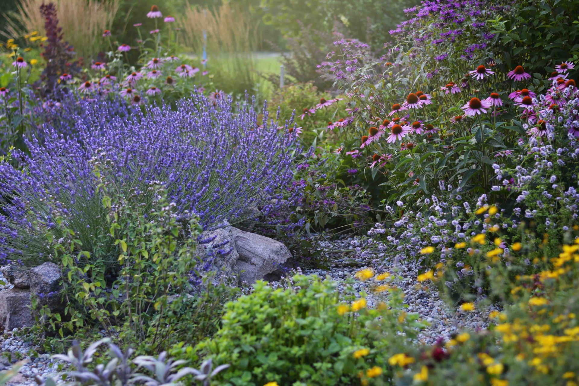 Colorful summer garden with lavender, coneflowers, and diverse floral blooms.