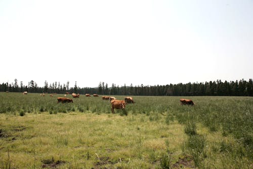 Free Brown Cows in a Green Grass Field Under Blue Sky Stock Photo