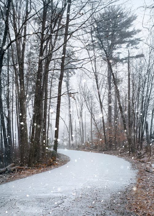 下雪, 乾枯, 光秃秃的树木 的 免费素材图片