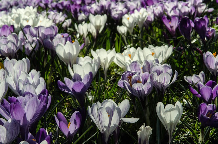 A Field Of Purple And White Flowers