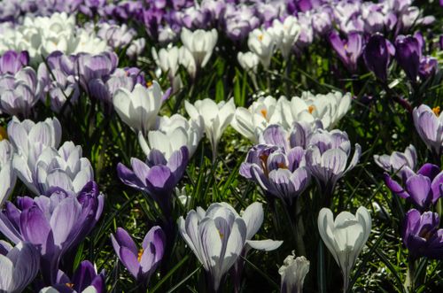 Free A vibrant spring field full of purple and white crocus flowers under sunlight. Stock Photo