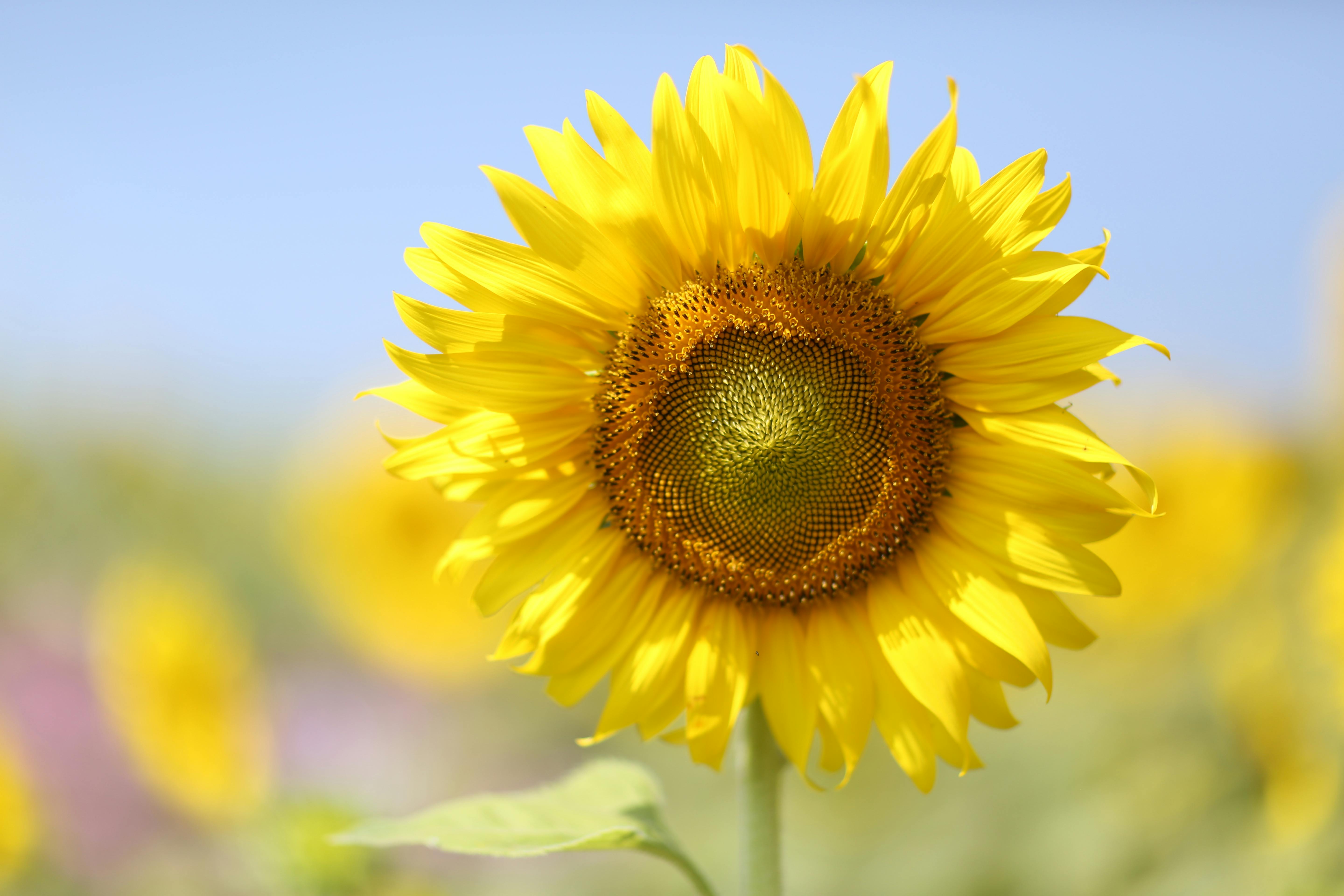 ひまわりの花 無料の写真素材