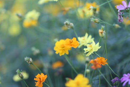 Selektywna Ostrość Zdjęć Kwiatów Pomarańczy, żółci I Fioletu