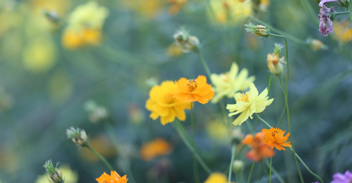 A close-up of colorful wildflowers in full bloom in a garden setting, showcasing nature's beauty.
