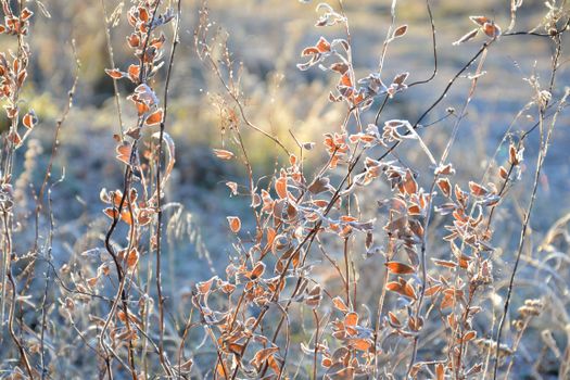 Close-up of frosted autumn leaves with morning sun in an outdoor setting.