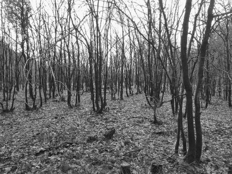 A serene monochrome image of a leafless forest in winter, showcasing nature's tranquility.