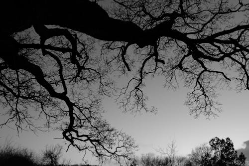 A Grayscale Photo of Leafless Trees
