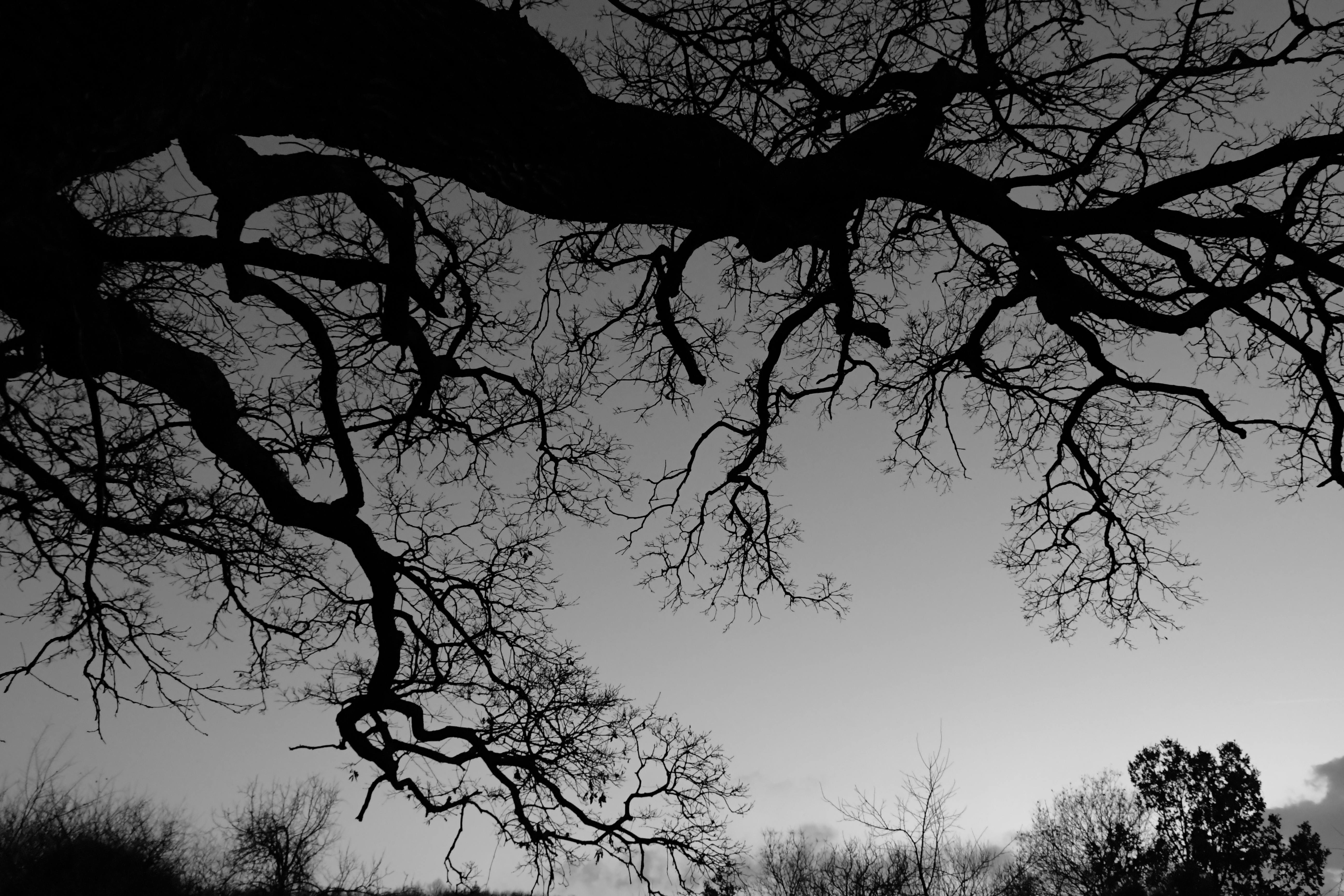 Monochrome Photography of Bare Tree · Free Stock Photo