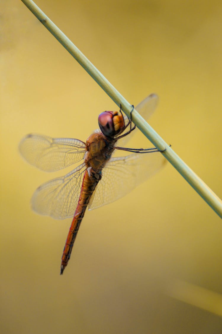 Wandering Glider Dragonfly On Stem 