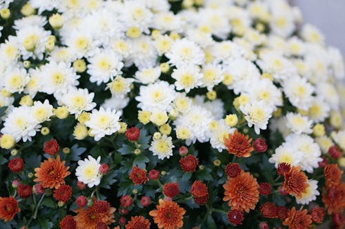 bitki örtüsü, buket, çiçek fotoğrafçılığı içeren Ücretsiz stok fotoğraf