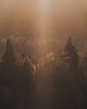A tranquil aerial view of a forest bathed in golden hour light, capturing nature's beauty.