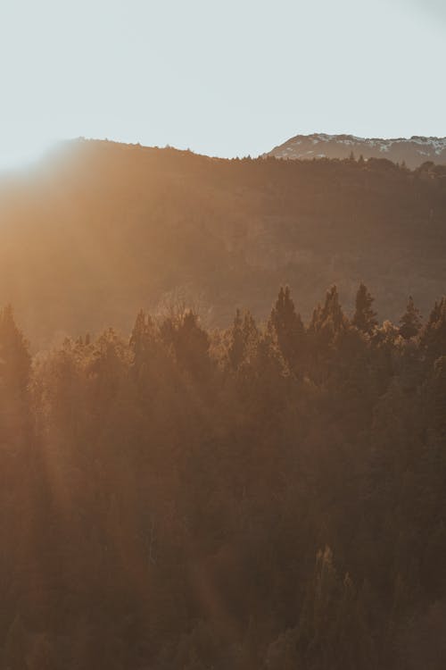 Free Mountains Covered with Tall Trees  Stock Photo