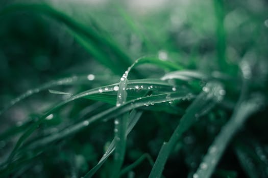 A detailed close-up view of fresh dewdrops resting on vibrant green grass.