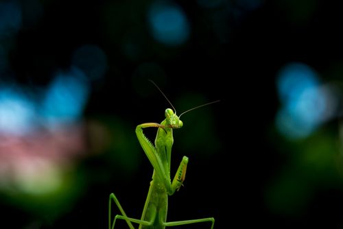 Free Detailed close-up of a vibrant green praying mantis against a blurred natural background. Stock Photo