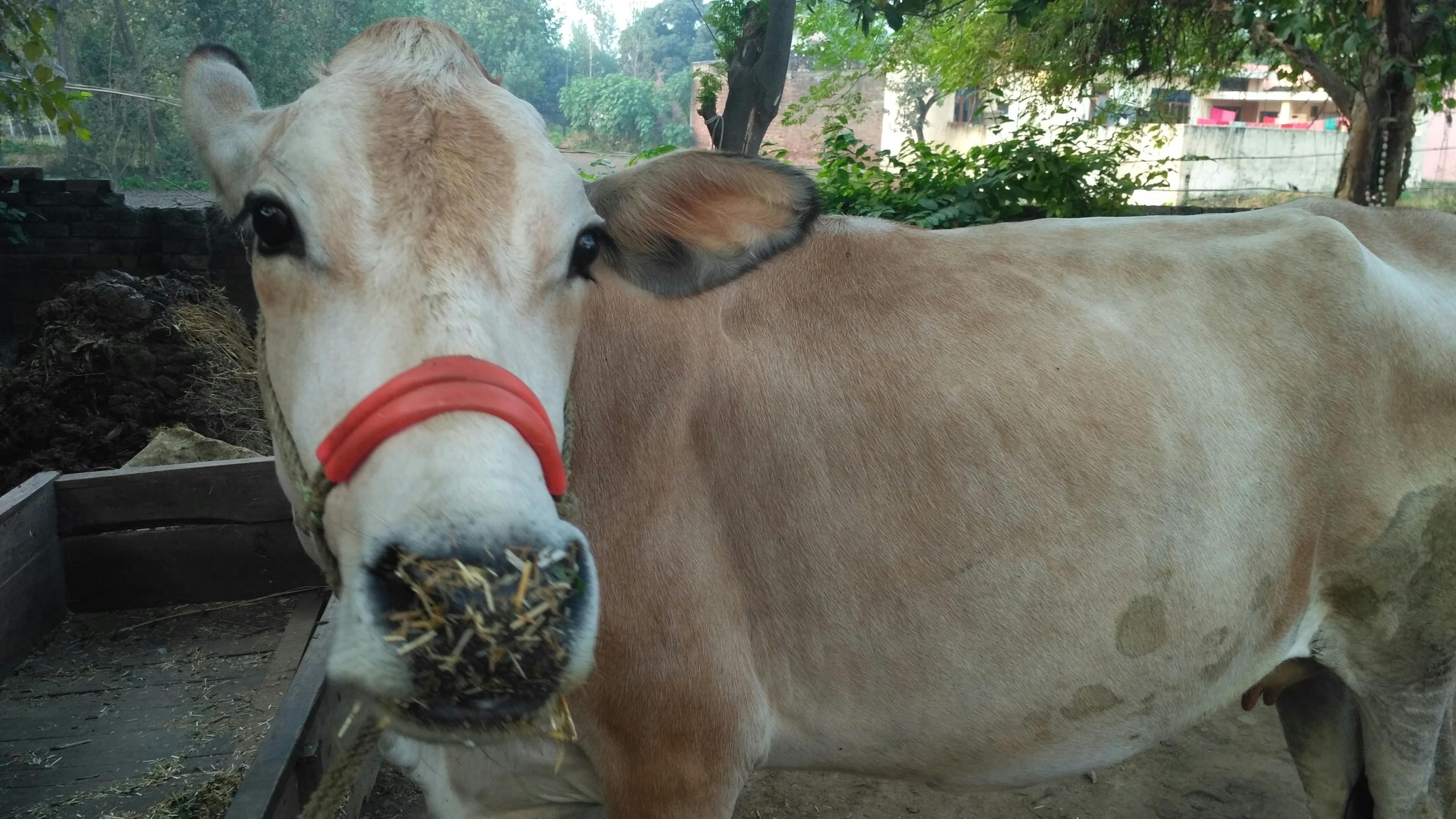 Foto Stok Gratis Tentang Gudang Sapi Hewan Peliharaan Hewan Piaraan