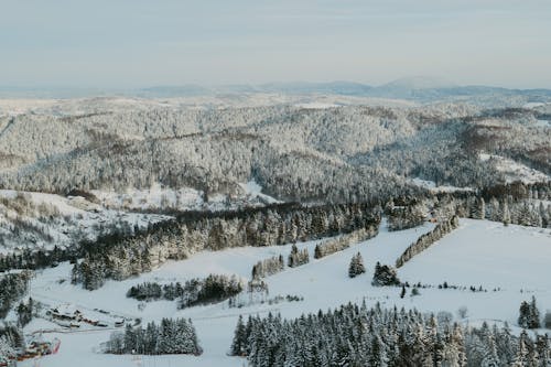 Imagine de stoc gratuită din acoperit de zăpadă, arbori, iarnă