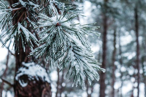 Free stock photo of forest, snow, snow background