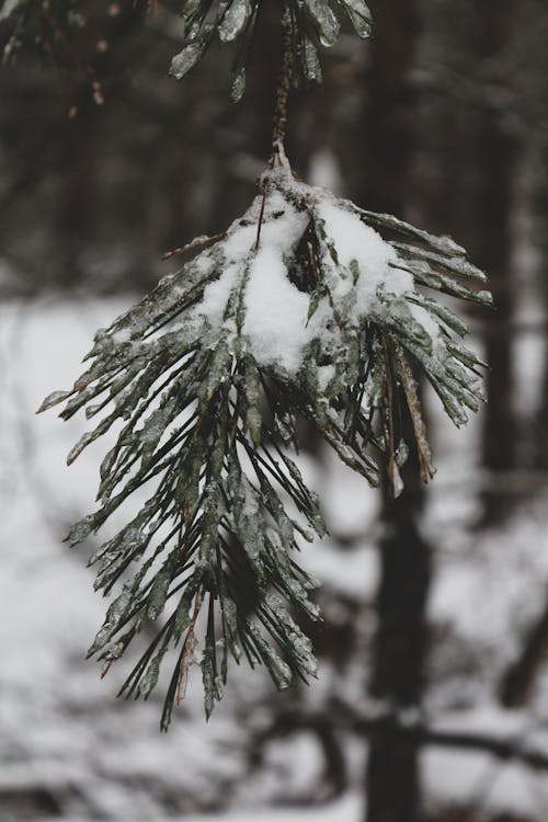 Free stock photo of forest, snow, snow background