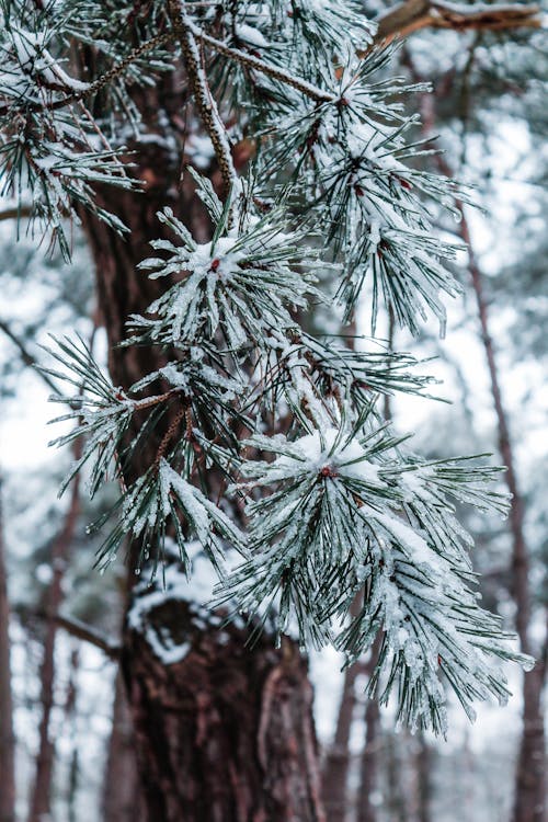 Free stock photo of forest, snow, snow background