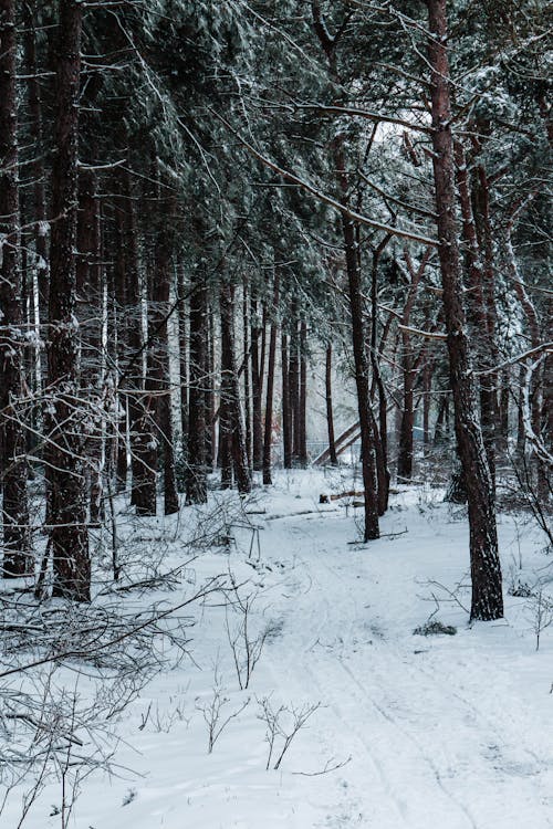 A Forest Covered in Snow 