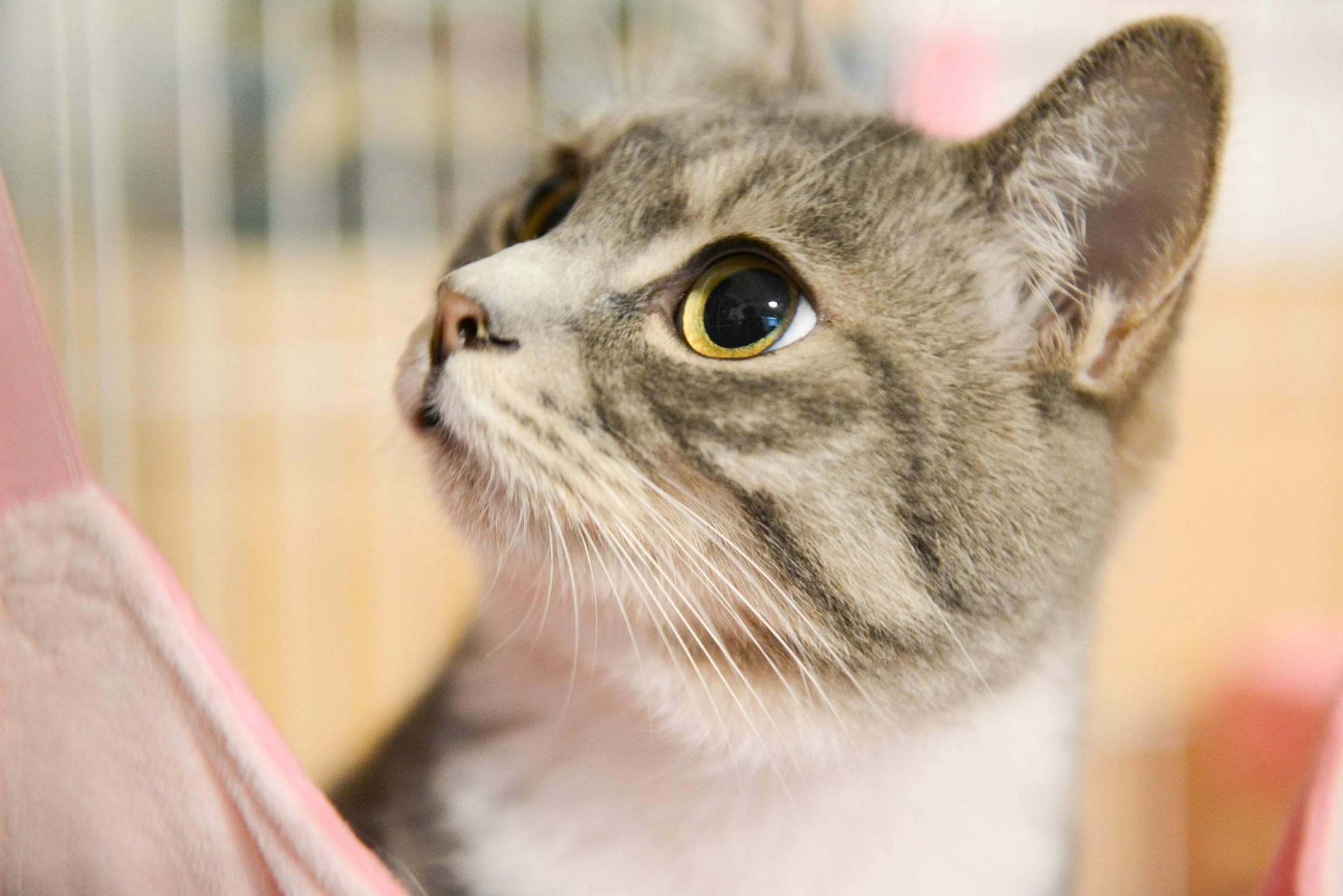 Free stock photo of cat Free stock photo of cat