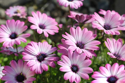 무료 꽃, 꽃 사진, 식물군의 무료 스톡 사진