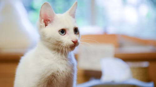 Мелкофокусная фотография белого кота
