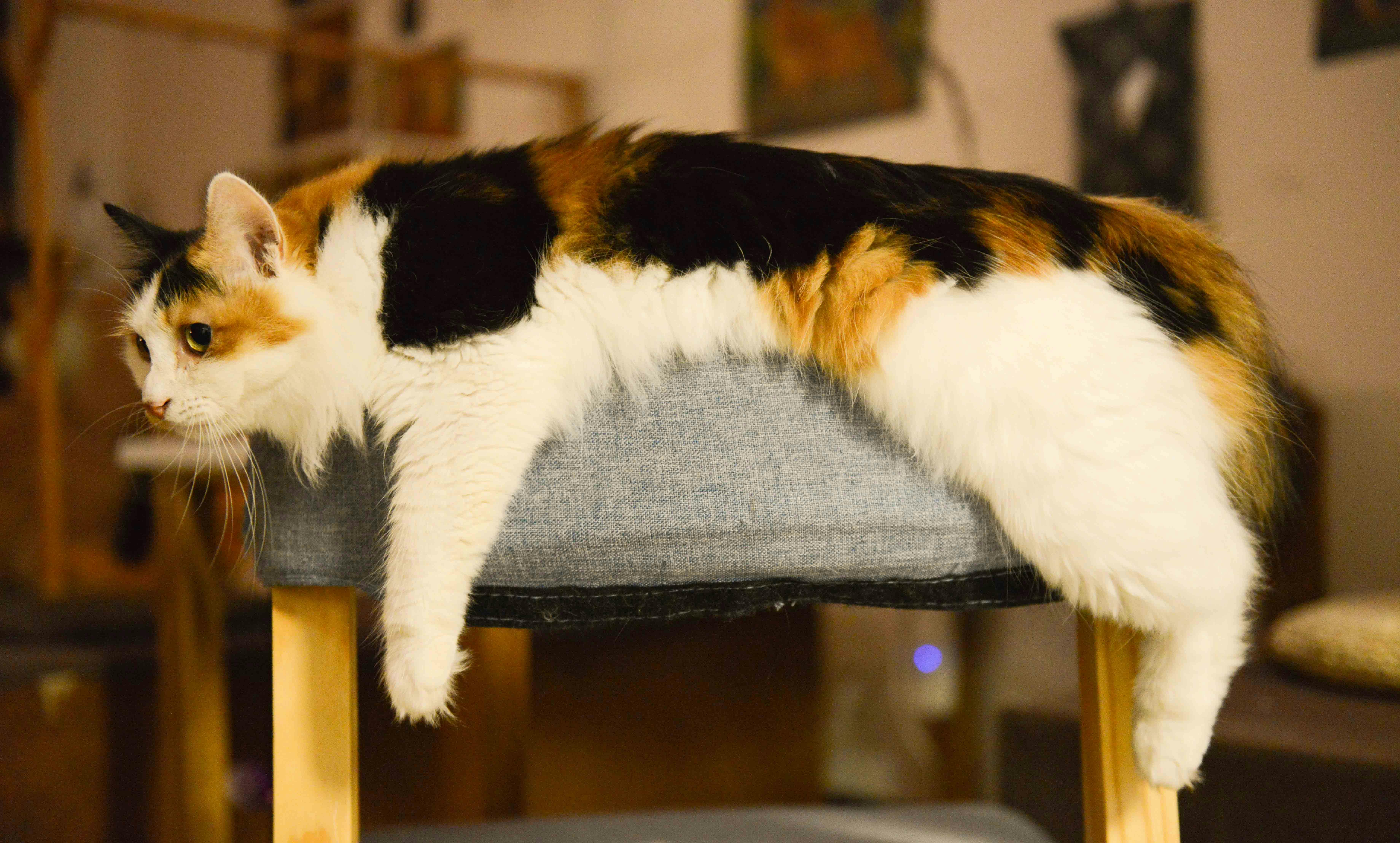 White Brown And Black Med Coated Cat Laying On Gray Ottoman