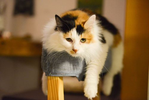 Free Adorable calico cat lounging indoors on a wooden stool, looking relaxed. Stock Photo