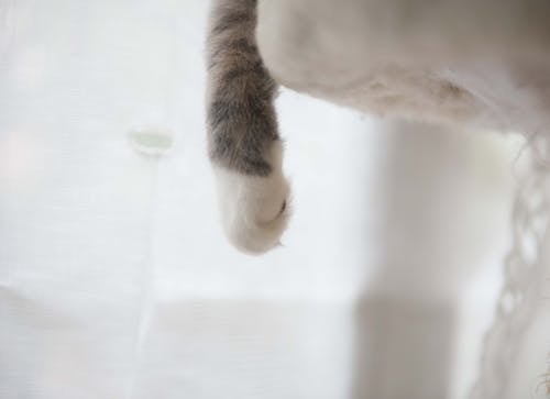 Free White and Gray Cat Paw Stock Photo