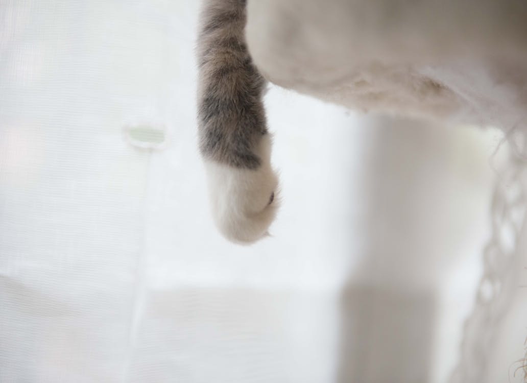 Foto d'estoc gratuïta de animal, blanc, bufó