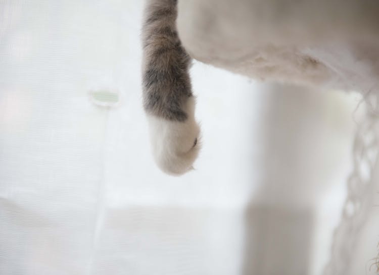 White And Gray Cat Paw