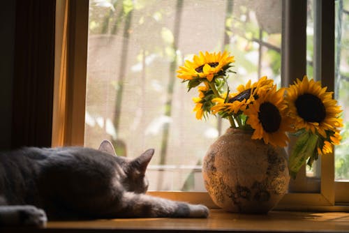 靠近花瓶的向日葵的灰貓